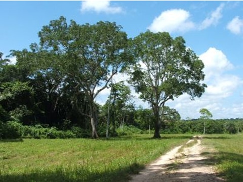 near Belmopan City, Cayo, Belize near Belmopan City, Cayo, Belize